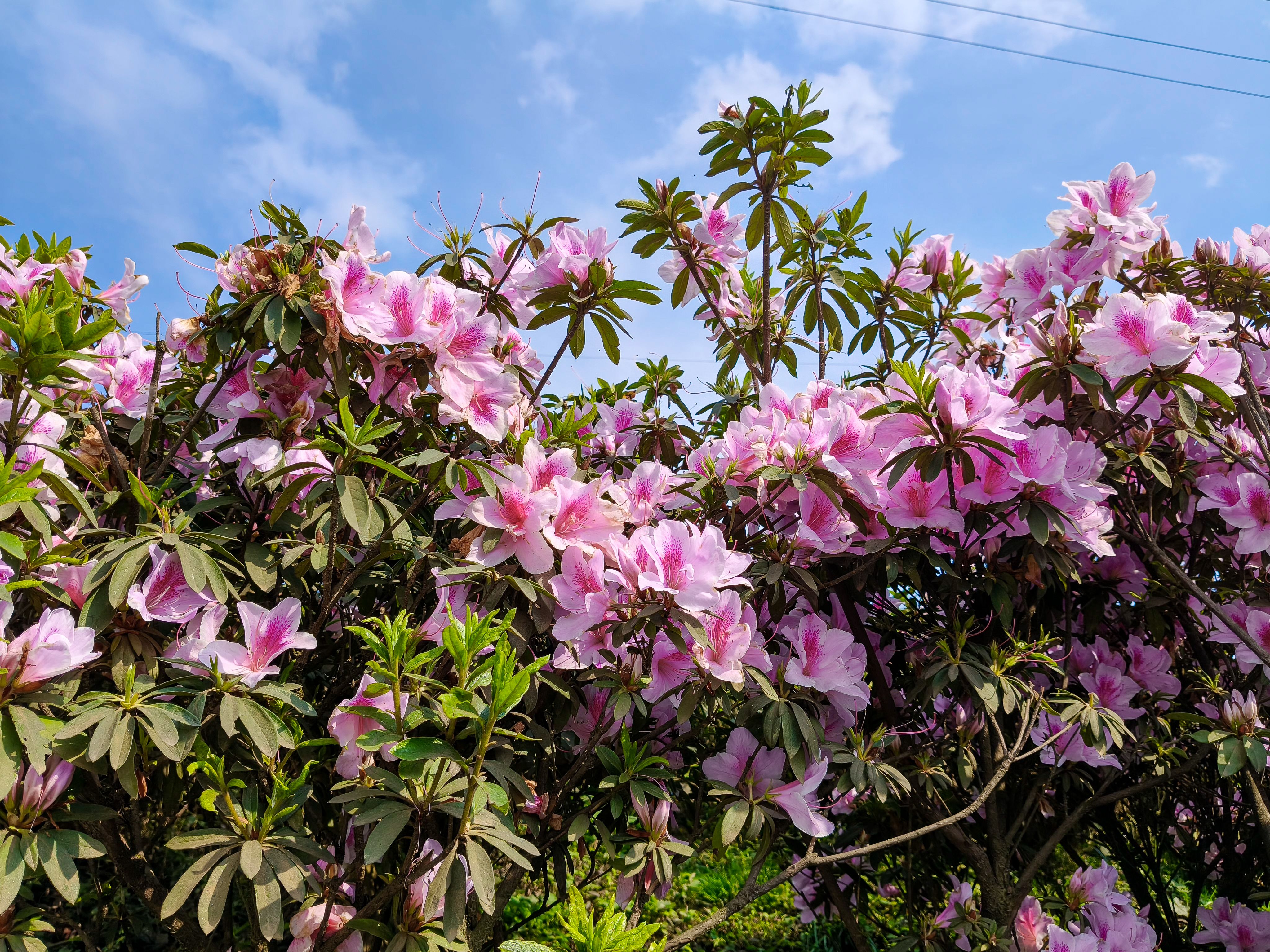 Plants, live; rhododendrons and azaleas, grafted or not