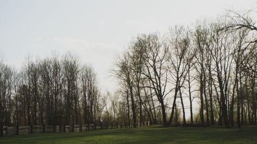Free A tranquil view of a forest with sparse trees and clear sky in Józefów, Poland. Stock Photo