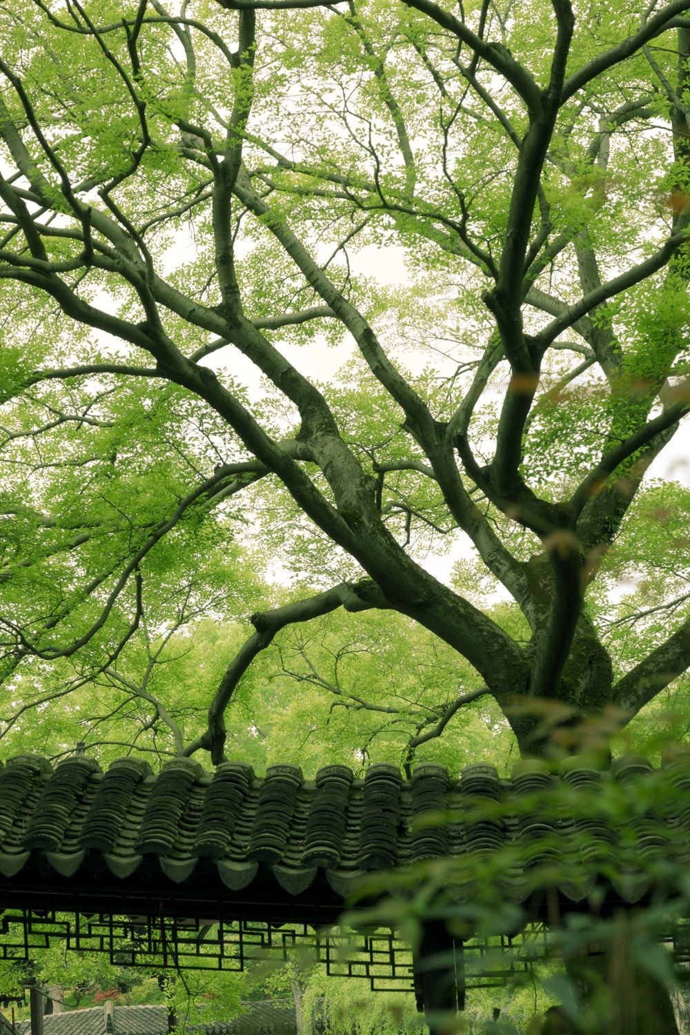 宁静的传统花园,绿意盎然 · 免费素材图片