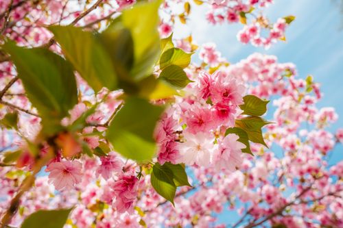 Free Close-up of vibrant cherry blossoms under a clear blue sky in springtime Ronda. Stock Photo