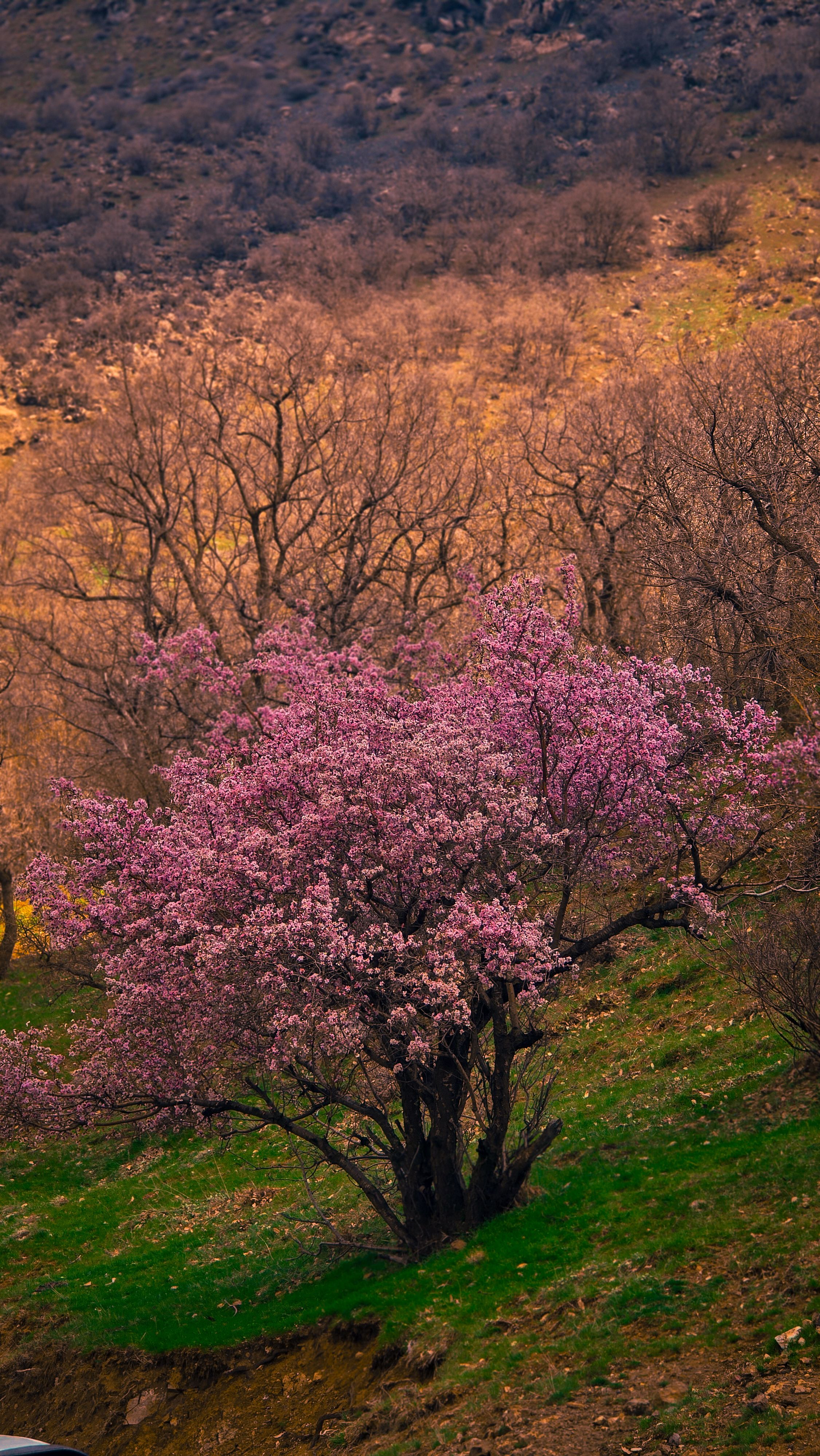 Beautiful pink cherry blossom tree blooming on a vibrant hillside in spring.
