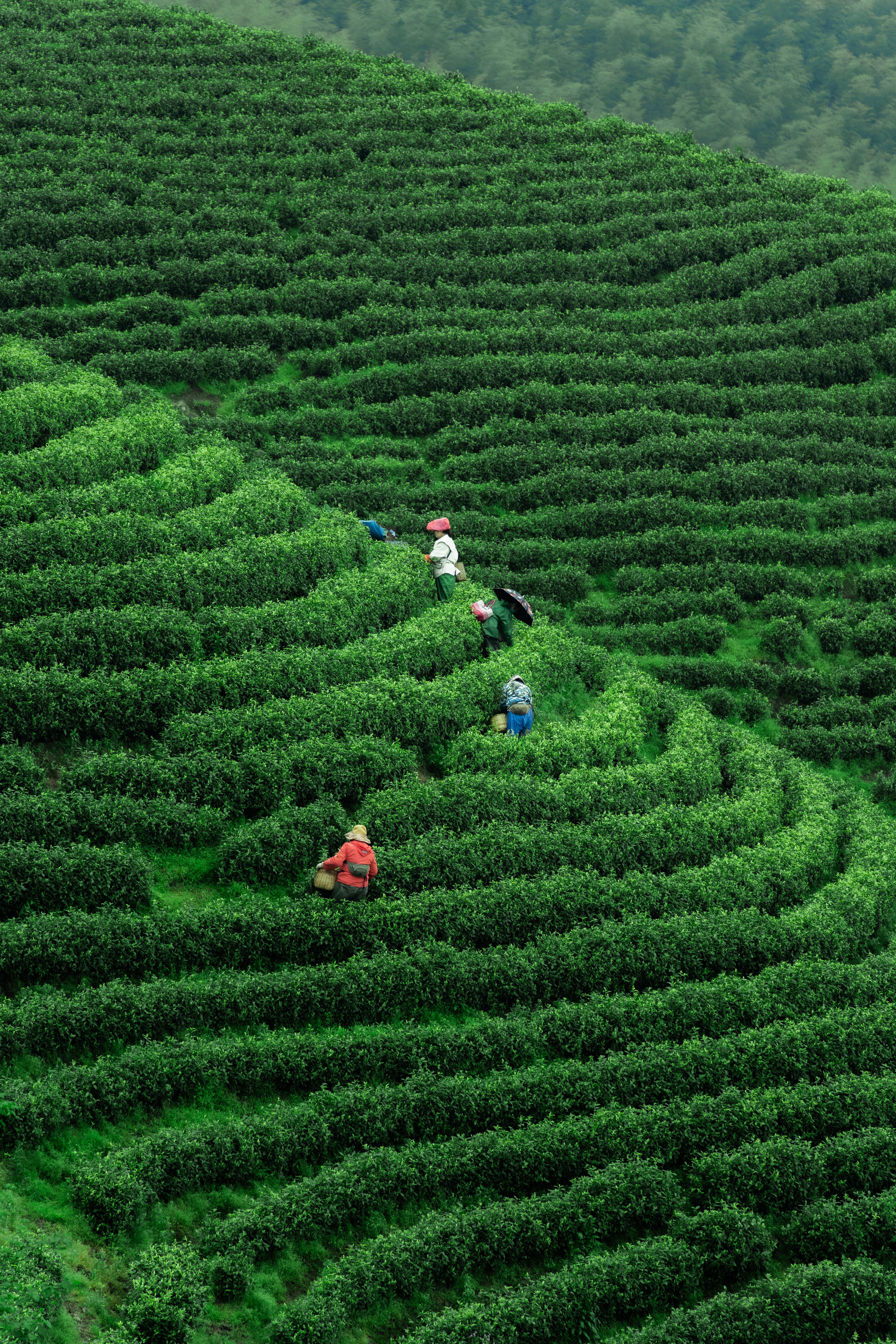 Aerial view of workers picking tea leaves on a lush green terraced plantation hillside.