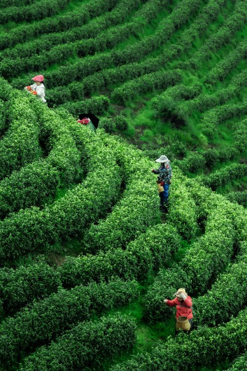 Free Vibrant image of workers picking tea on lush green terraced hills. Stock Photo