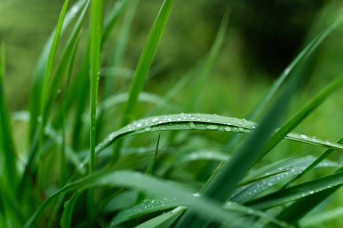 Free Macro shot showcasing fresh dew on vibrant green grass blades, capturing nature's morning serenity. Stock Photo