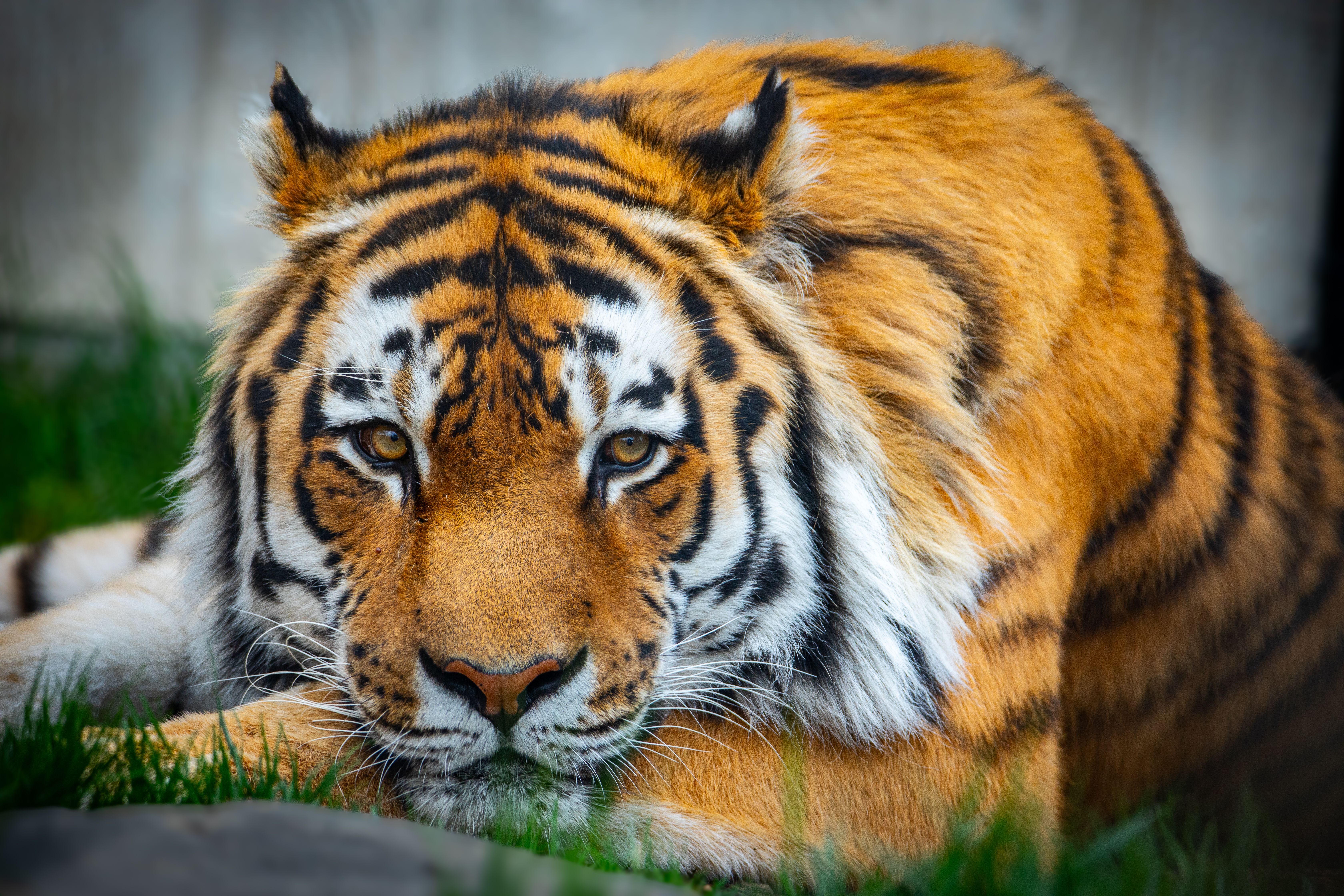 Gratuit Vue intime et détaillée d'un majestueux tigre du Bengale dans son habitat naturel, mettant en valeur ses caractéristiques saisissantes. Photos