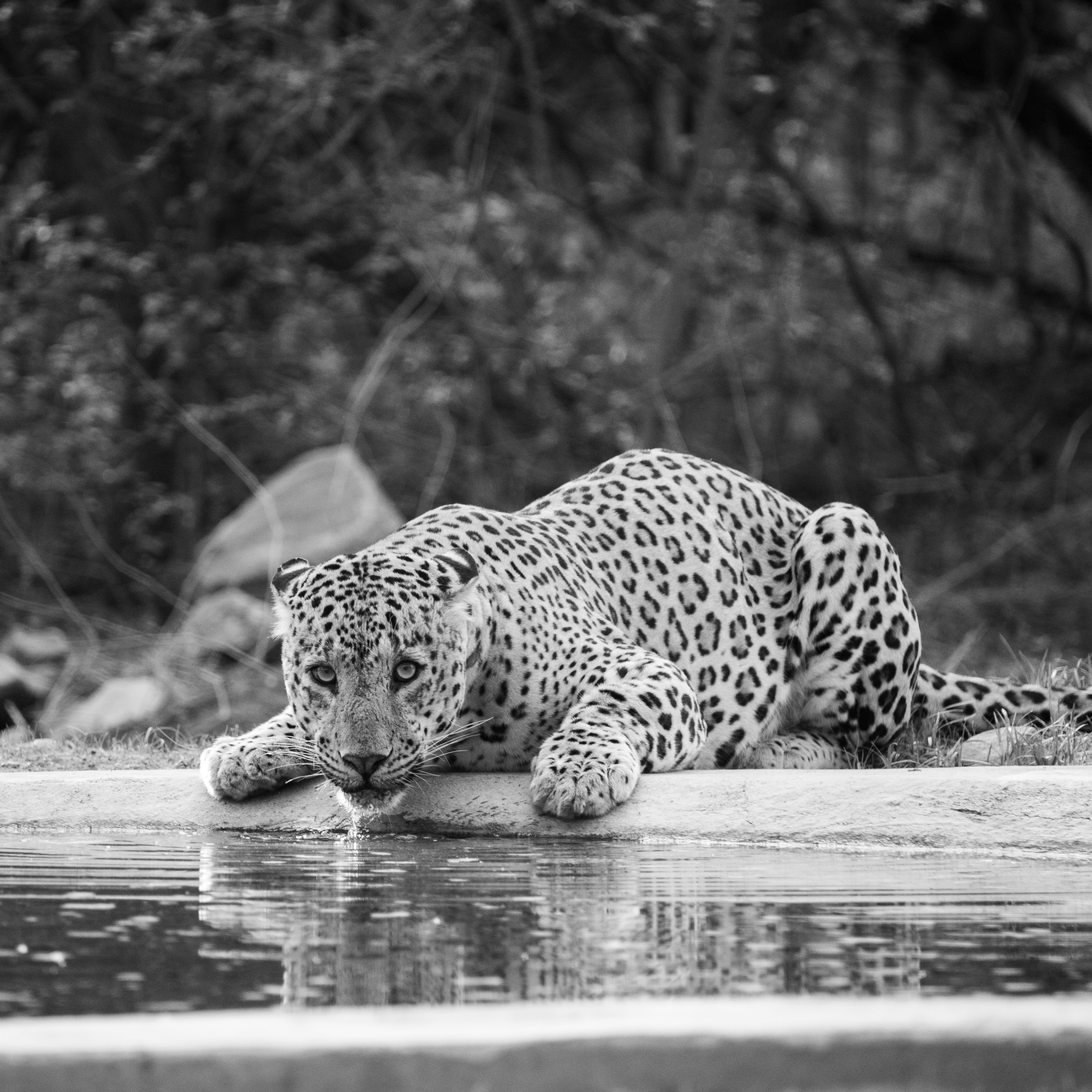 Gratuit Image captivante en noir et blanc d'un léopard buvant à un point d'eau, prise dans son milieu naturel. Photos