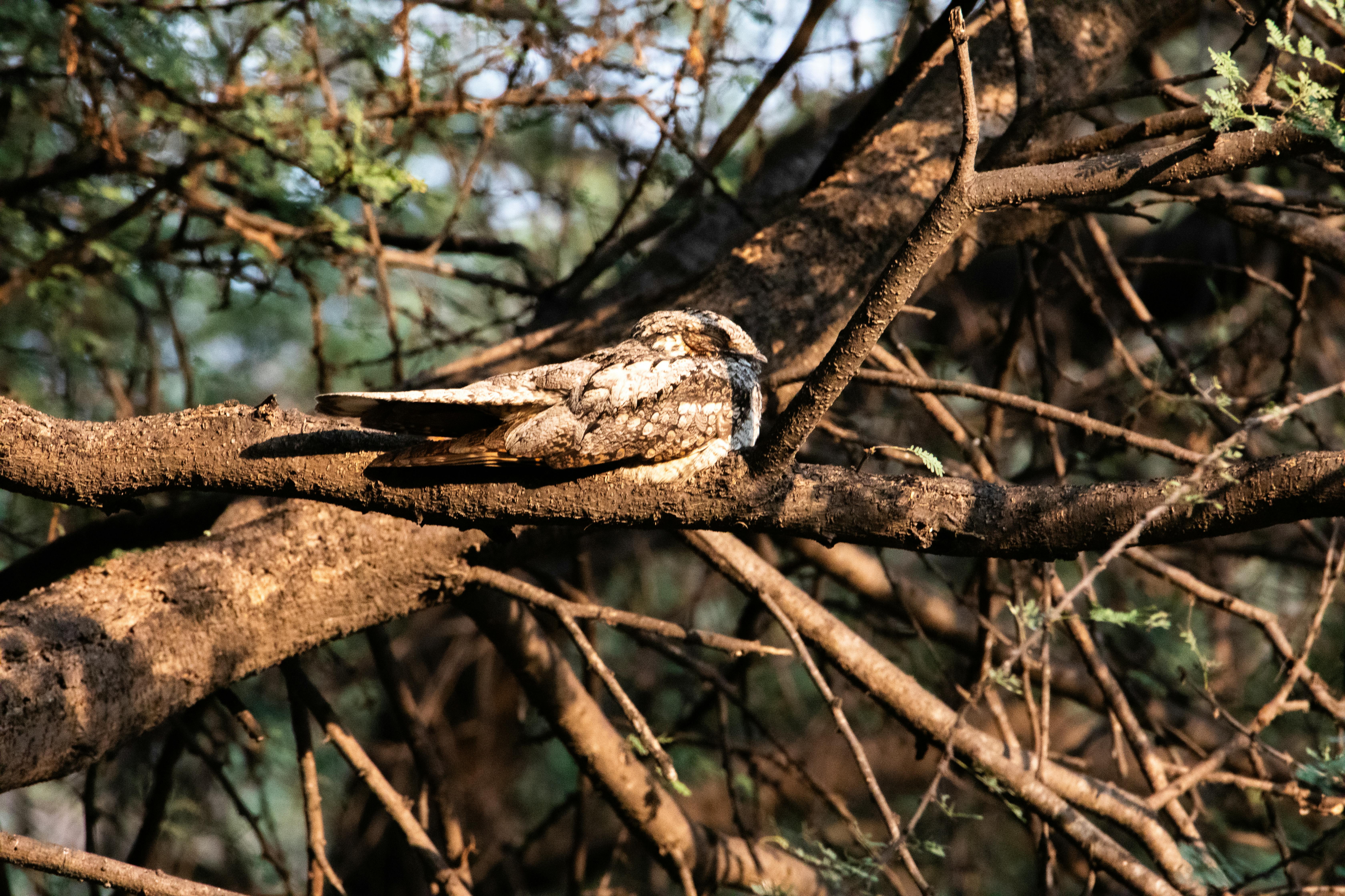 Gratuit L'engoulevent se fond parfaitement dans l'écorce des arbres, révélant son camouflage naturel dans son habitat forestier. Photos