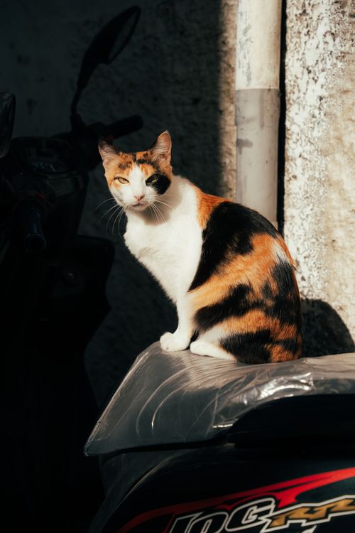 Free A calico cat sitting on a motorcycle under sunlight in Tangier street, Morocco. Stock Photo