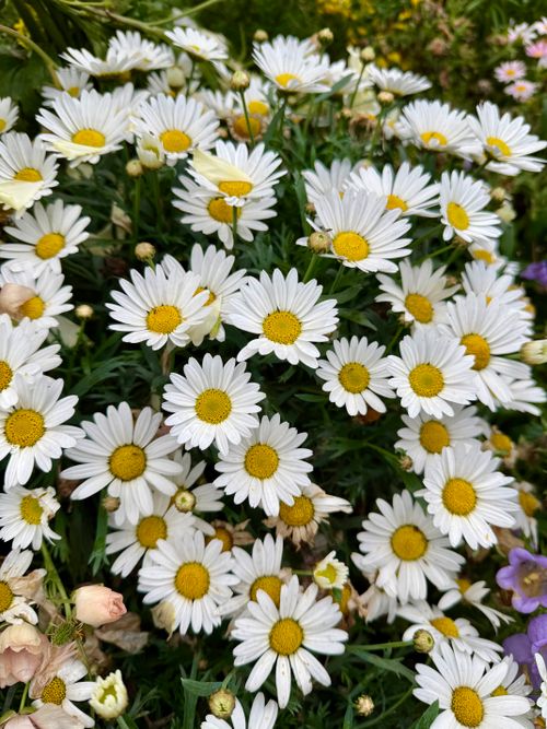 Free A cluster of vibrant white daisies thriving in a lush garden setting, showcasing the beauty of nature. Stock Photo
