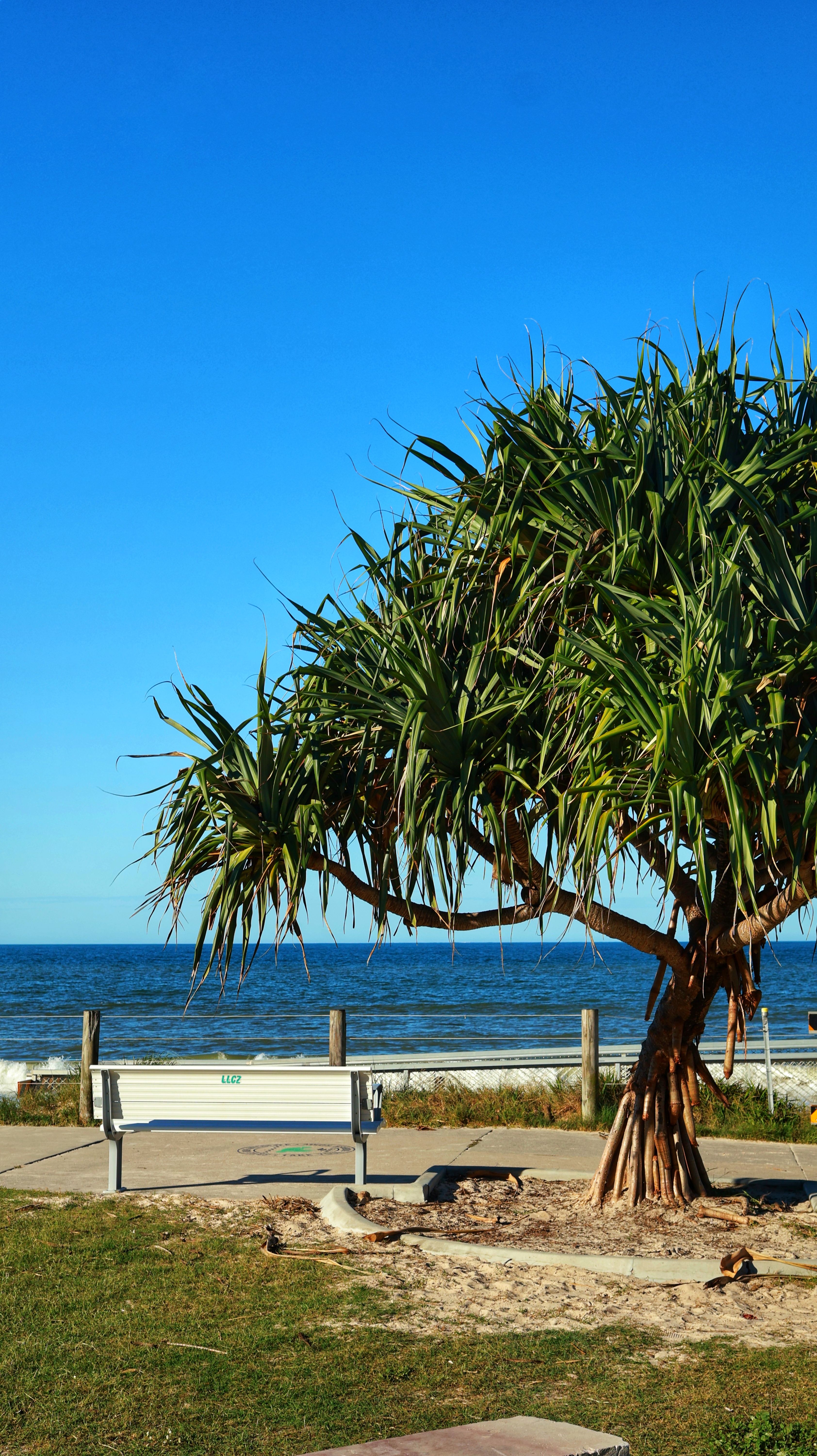 Pandanus Tree by the Ocean in Queensland · Free Stock Photo