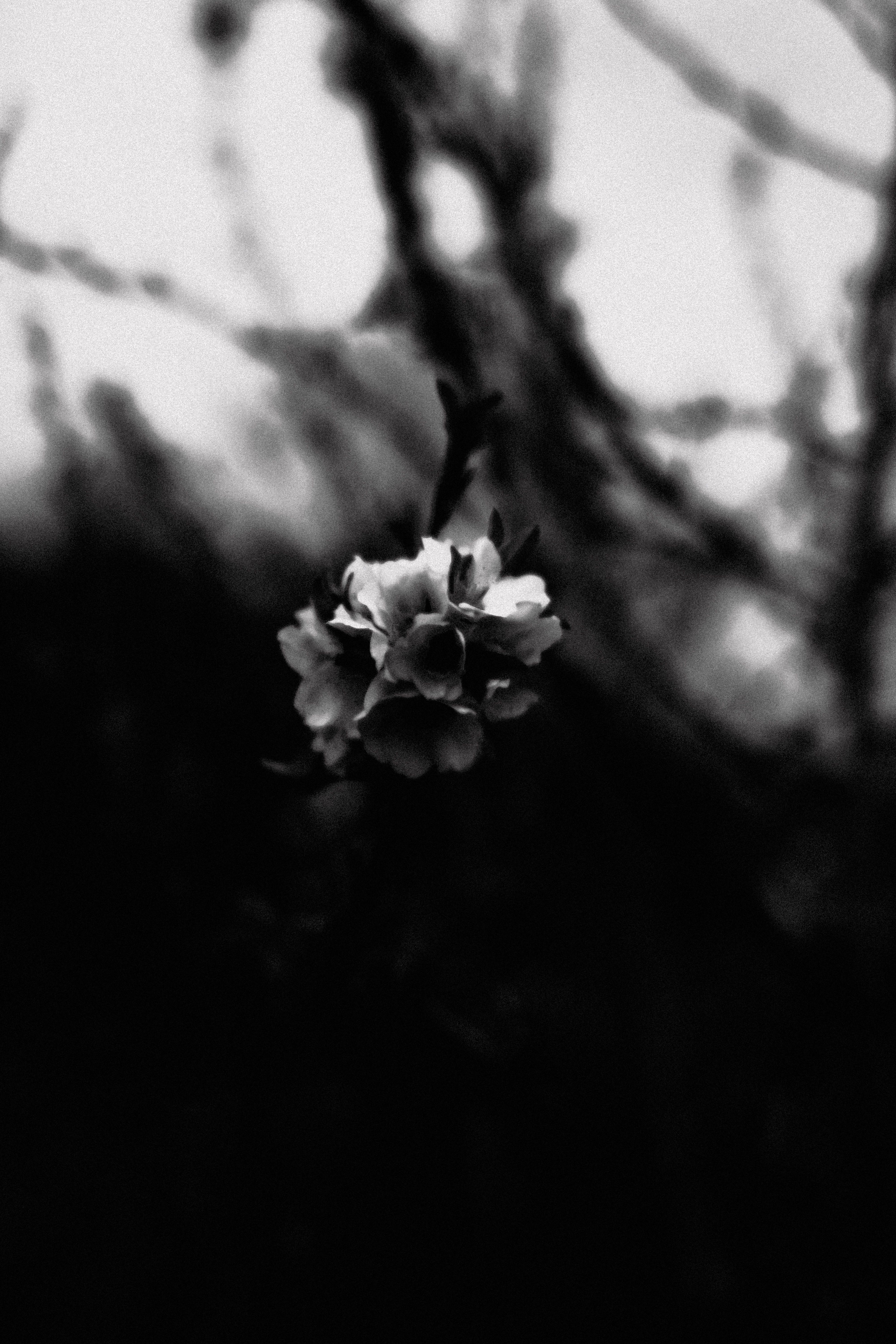 Artistic black and white photo of a blossom against a dark, blurred background.