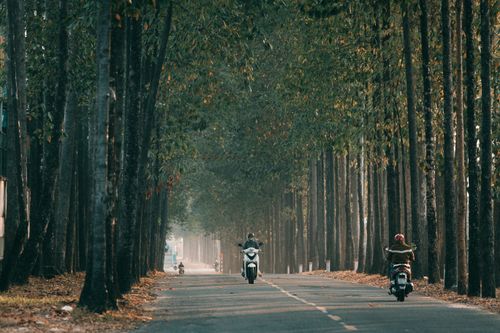 Free Motorcyclists journey down a scenic tree-lined road, capturing the essence of serene travel. Stock Photo