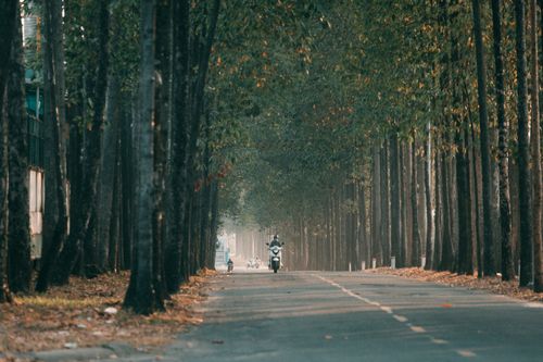 Free A motorcyclist travels down a tree-lined road during daylight in a serene forest setting. Stock Photo