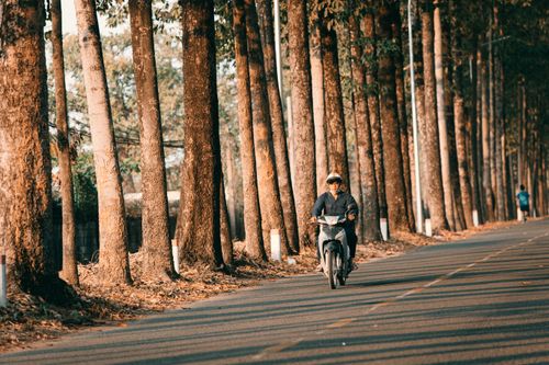 Free A person rides a motorcycle through a tree-lined forest road, enjoying the warm sunlight. Stock Photo