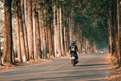 Free A motorcyclist rides through a scenic tree-lined road on a sunny day, evoking a sense of adventure. Stock Photo