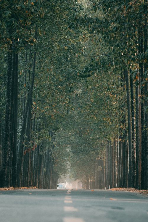 Free A tranquil road lined with lush towering trees creates a picturesque natural tunnel. Stock Photo