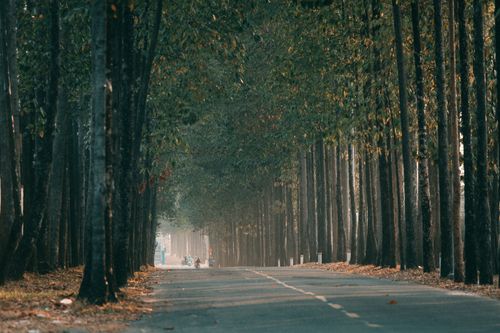 Free A peaceful road winds through a dense forest of tall, majestic trees in a tranquil natural setting. Stock Photo