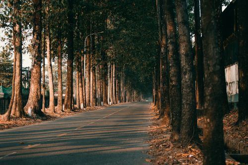 Free A tranquil empty road flanked by tall trees during sunset, casting long shadows on the pavement. Stock Photo