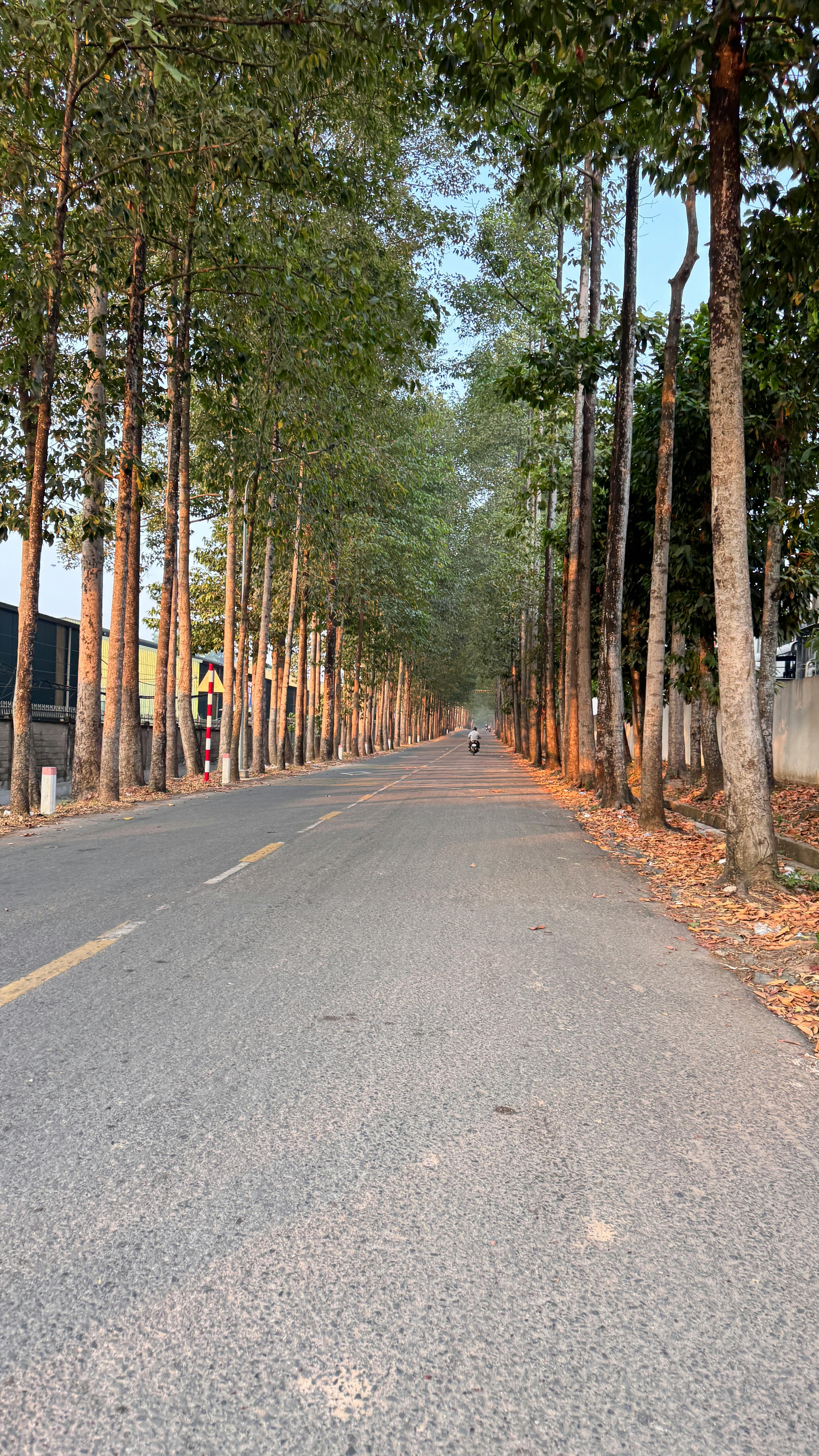 A scenic tree-lined road captured under serene morning light, perfect for travel and nature themes.