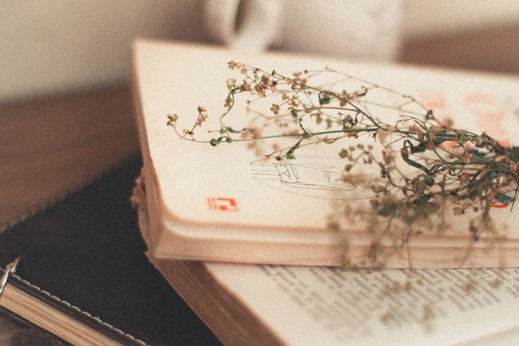 Green Leaf On Pile Of Books