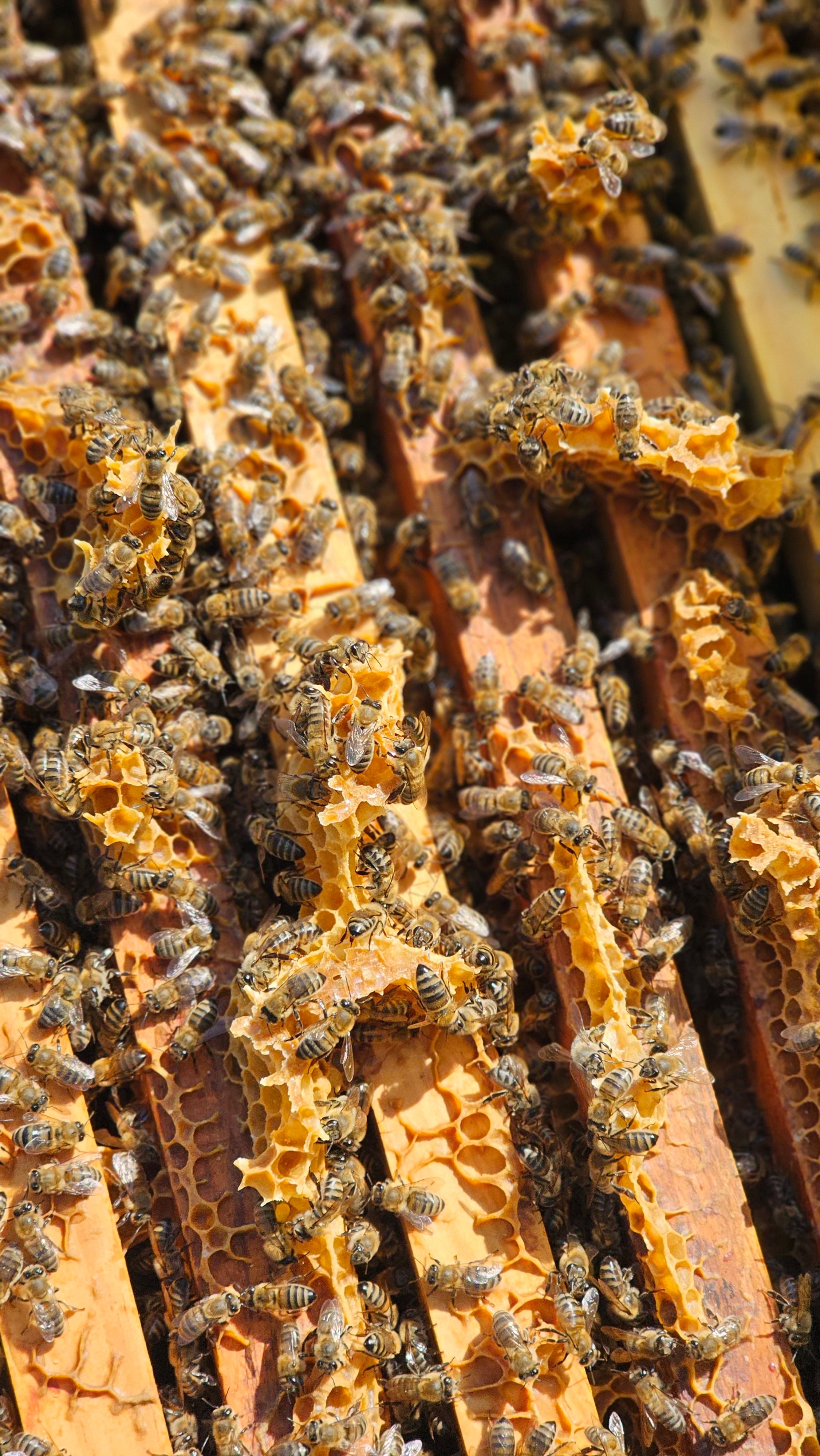 Detailed view of bees working on honeycomb in an apiary under sunlight in Bursa.