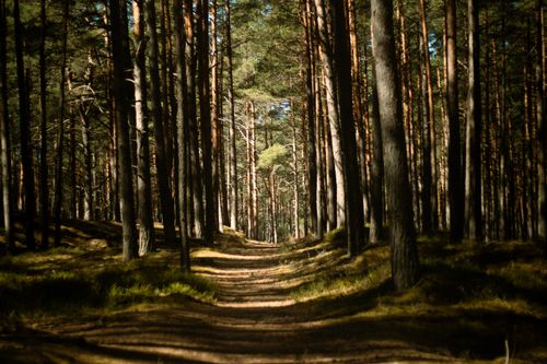 Free A tranquil forest trail surrounded by tall pine trees and soft sunlight filtering through the leaves. Stock Photo