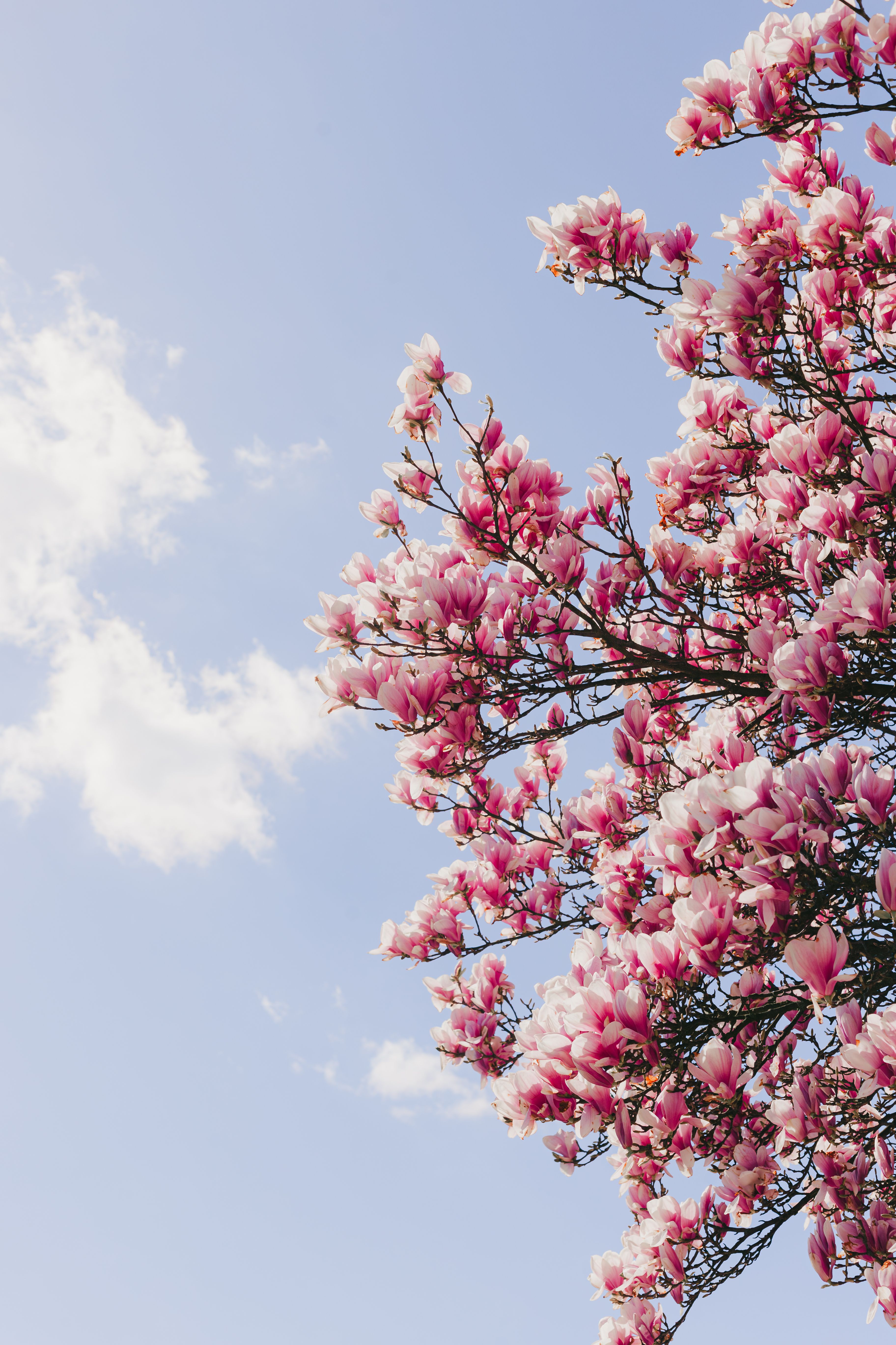 Beautiful Blooming Magnolia Tree in Spring · Free Stock Photo