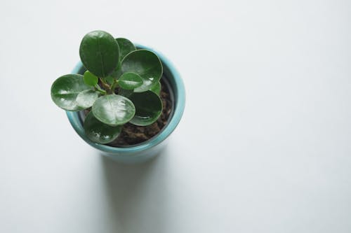 Free Green Leafed Plant on Blue Vase Stock Photo