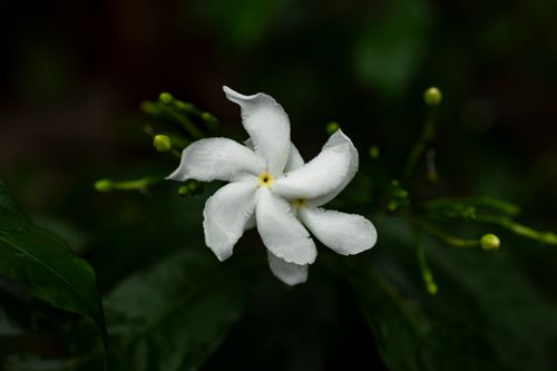 Free A detailed close-up of a white jasmine flower with lush green leaves in the background. Stock Photo