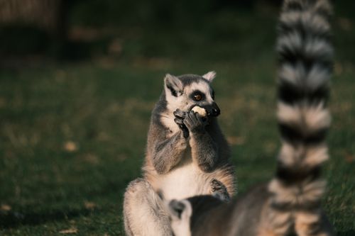 Free Close-up of a ring-tailed lemur eating fruit outdoors on grass. Captured during the day. Stock Photo