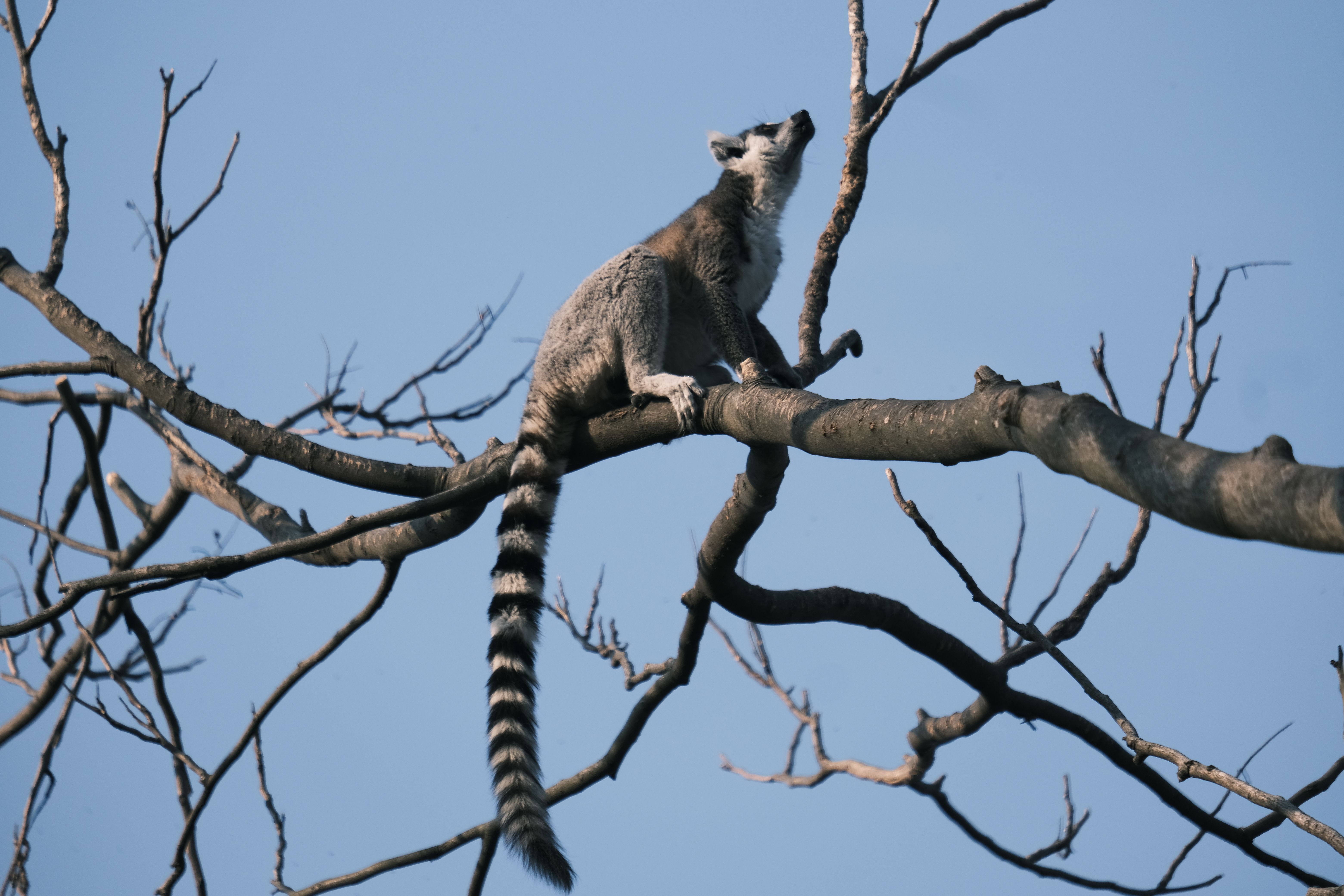 Madagascar — paysage de voyage Amanéa