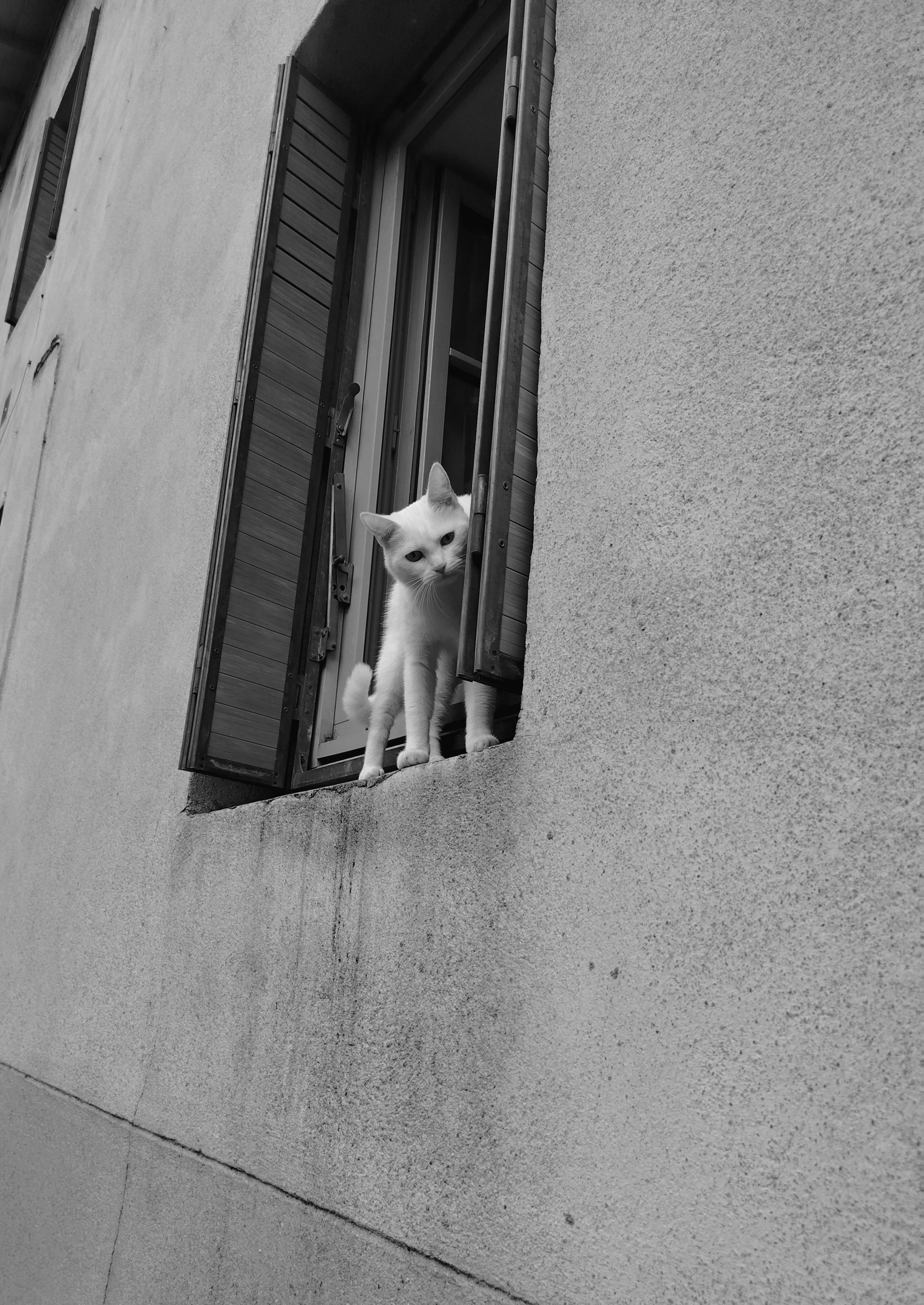 A white cat looks out of a window in Tournon-sur-Rhône, France, adding charm to the rustic wall.