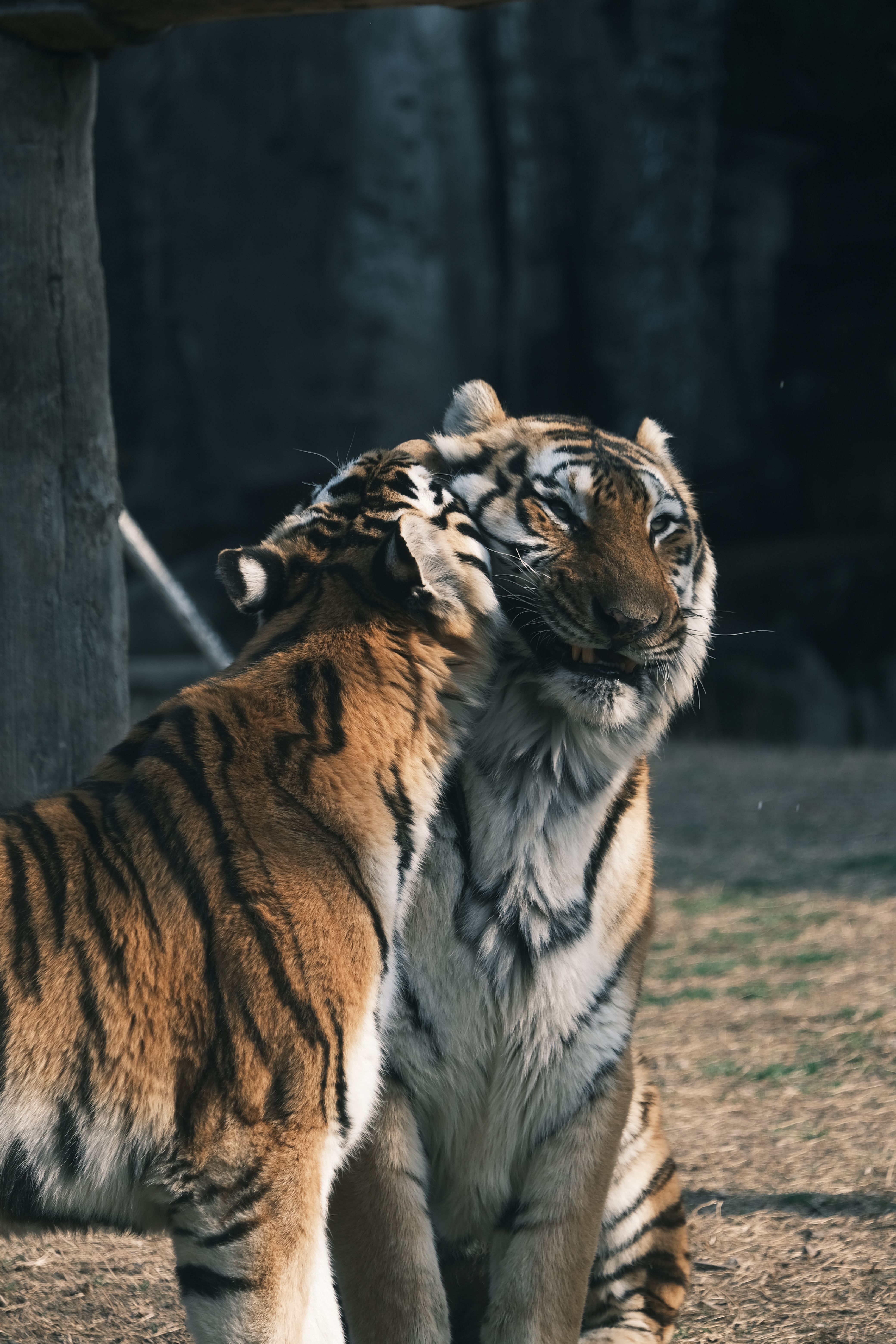 Captivating image of two Bengal tigers showing affection in their natural habitat.