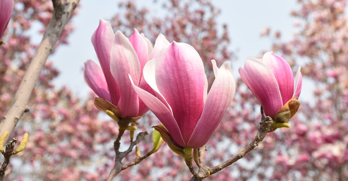 Free stock photo of Chinese flower