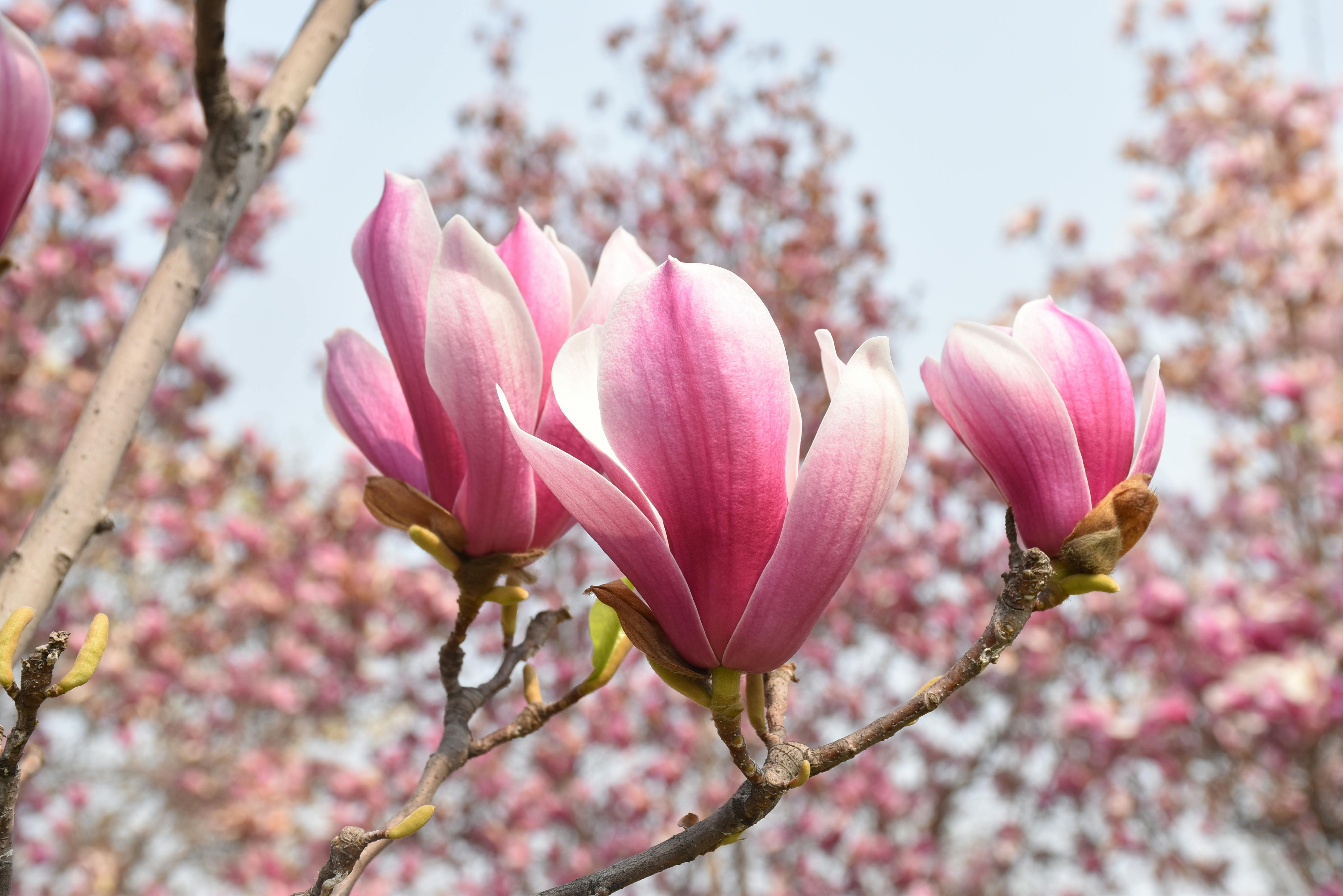 Free stock photo of Chinese flower