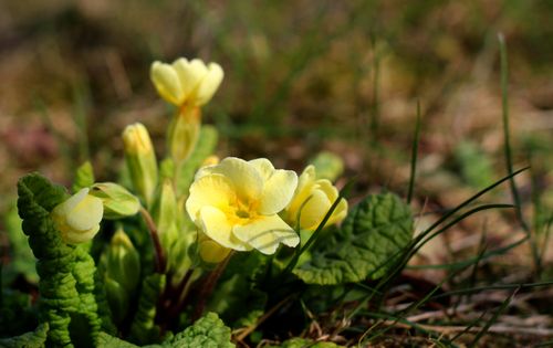 Free Close-up of a vibrant yellow primrose blooming in a garden during spring. Stock Photo