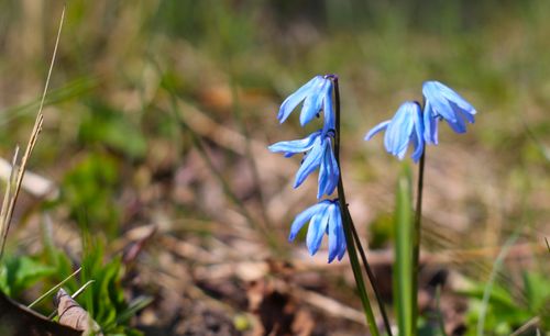 Free Close-up of vibrant blue Scilla flowers flourishing in a sunlit spring meadow. Stock Photo