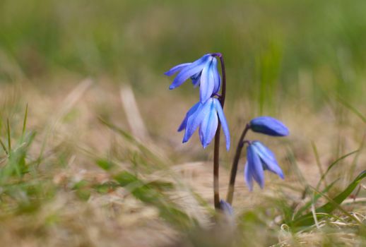 Macro shot of a vivid blue Scilla flower blooming in a grassy spring meadow.