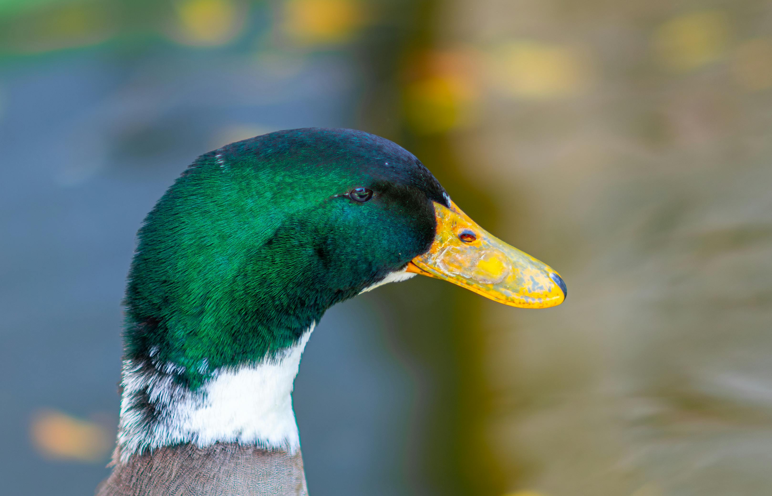 2012 Review of Drake Software — Drake Tax — Photo by Mahmoud Yahyaoui on Pexels