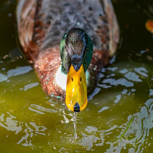 Free A vibrant mallard duck drinking water in a pond in Tunis, Tunisia. Stock Photo