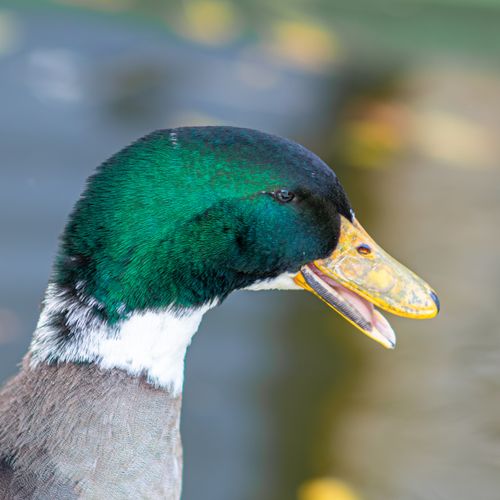 Free Detailed close-up of a mallard duck with vibrant feathers, taken outdoors in Tunis, Tunisia. Stock Photo
