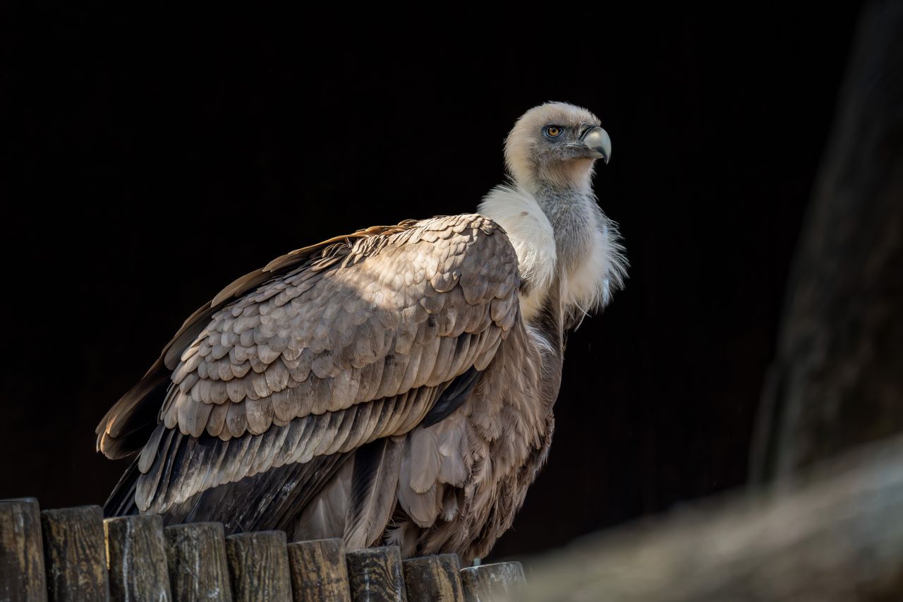 close up of a griffon vulture perched displaying its impressive wingsp