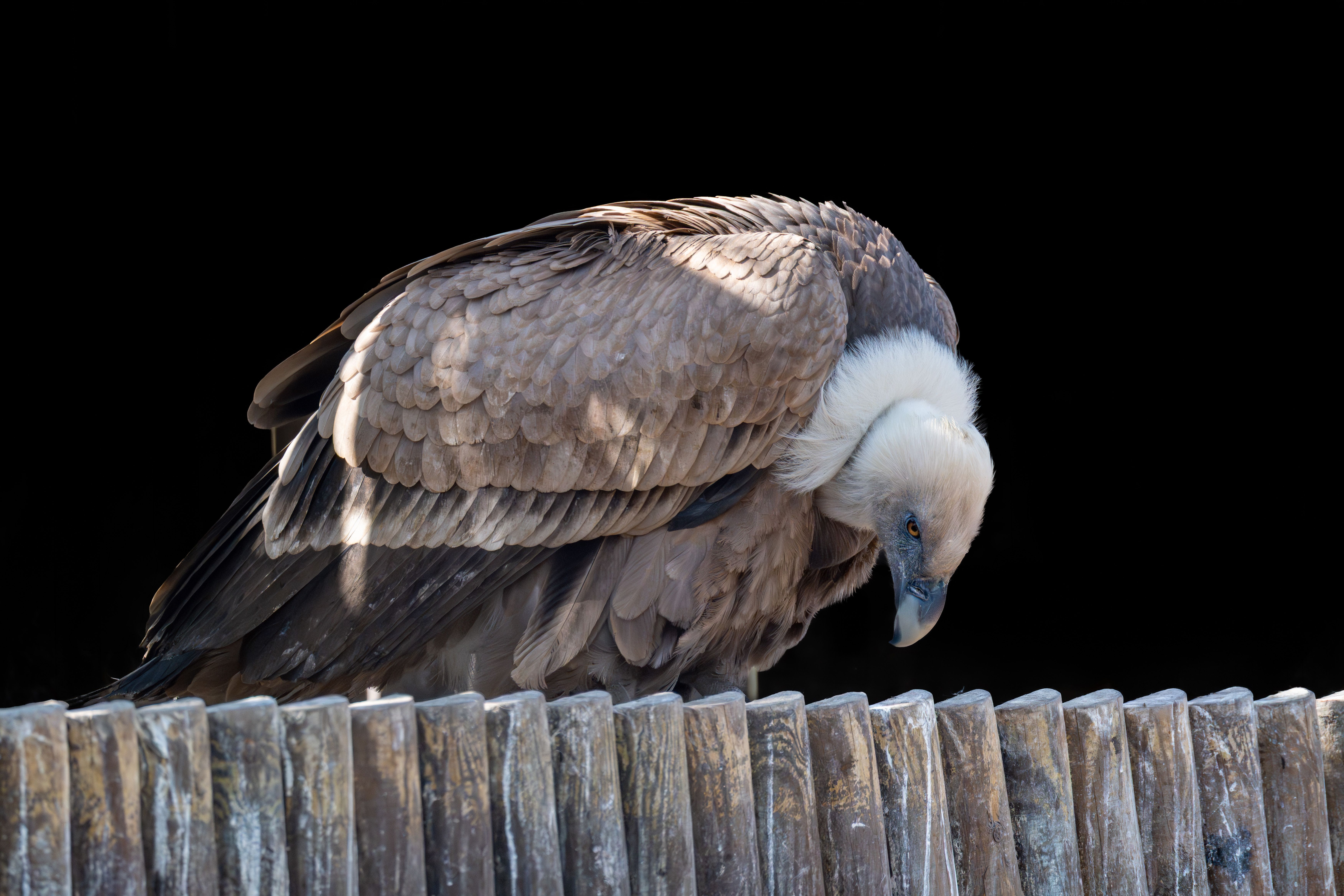 Conservation efforts intensify as vulture populations decline across Nigeria
