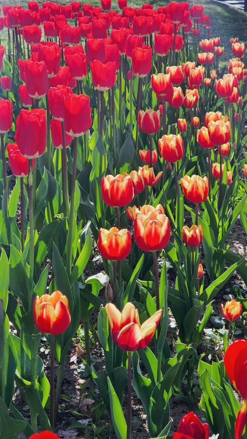Free A lush field of bright red and orange tulips basking in daylight, showcasing spring's beauty. Stock Photo