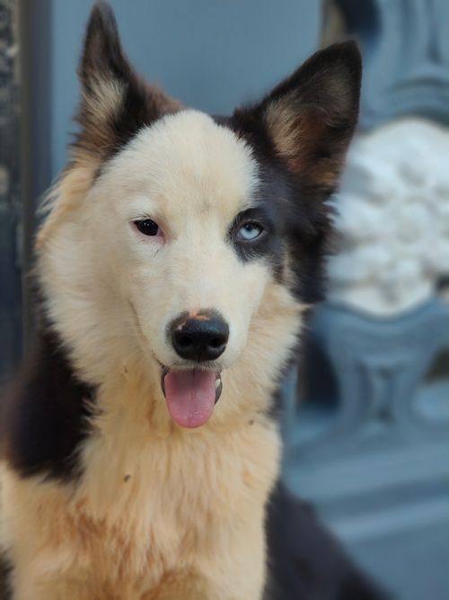 Free Close-up portrait of a playful Husky with heterochromia, featuring vibrant fur and blue eyes. Stock Photo