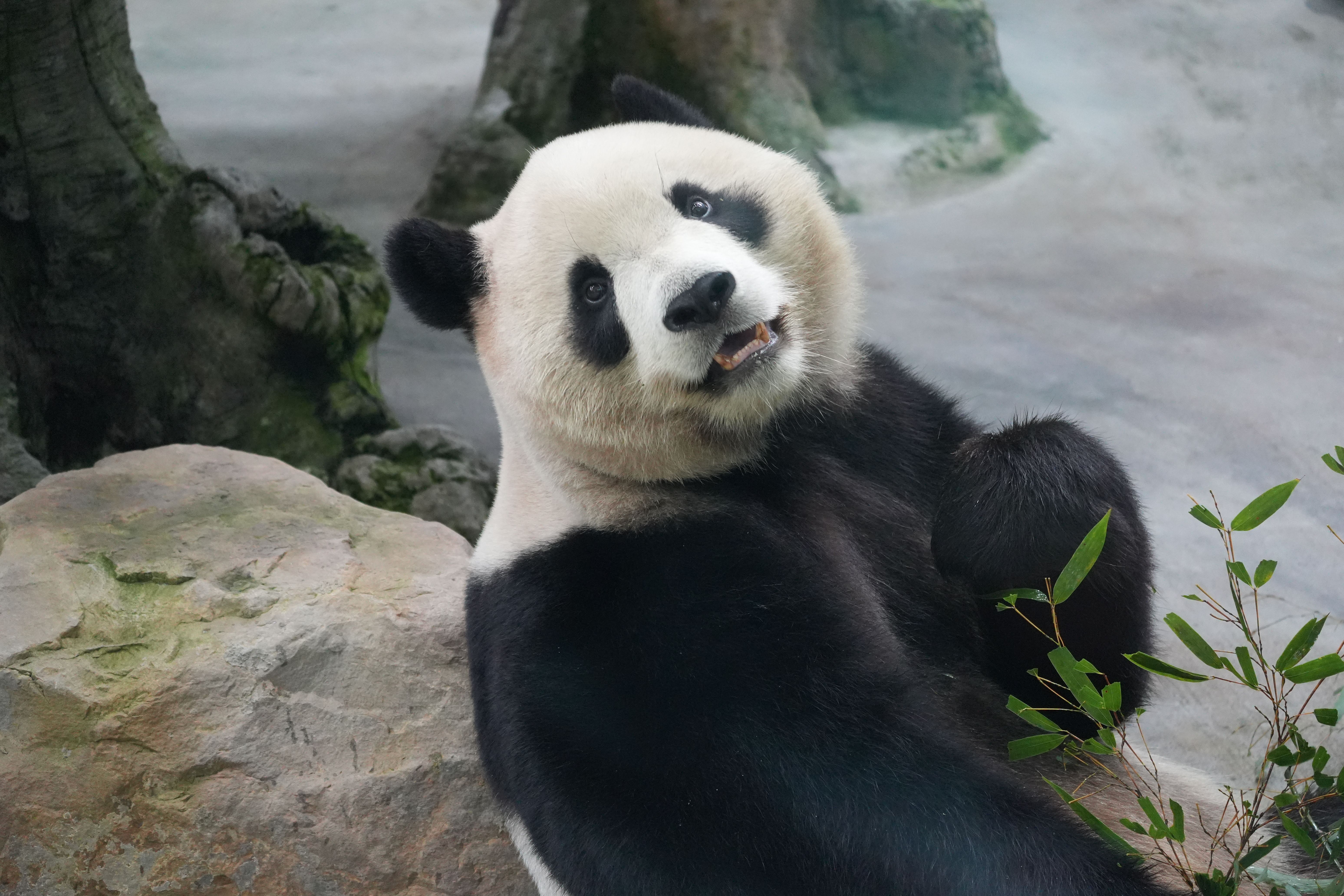 Panda: Amor à Primeira Vista