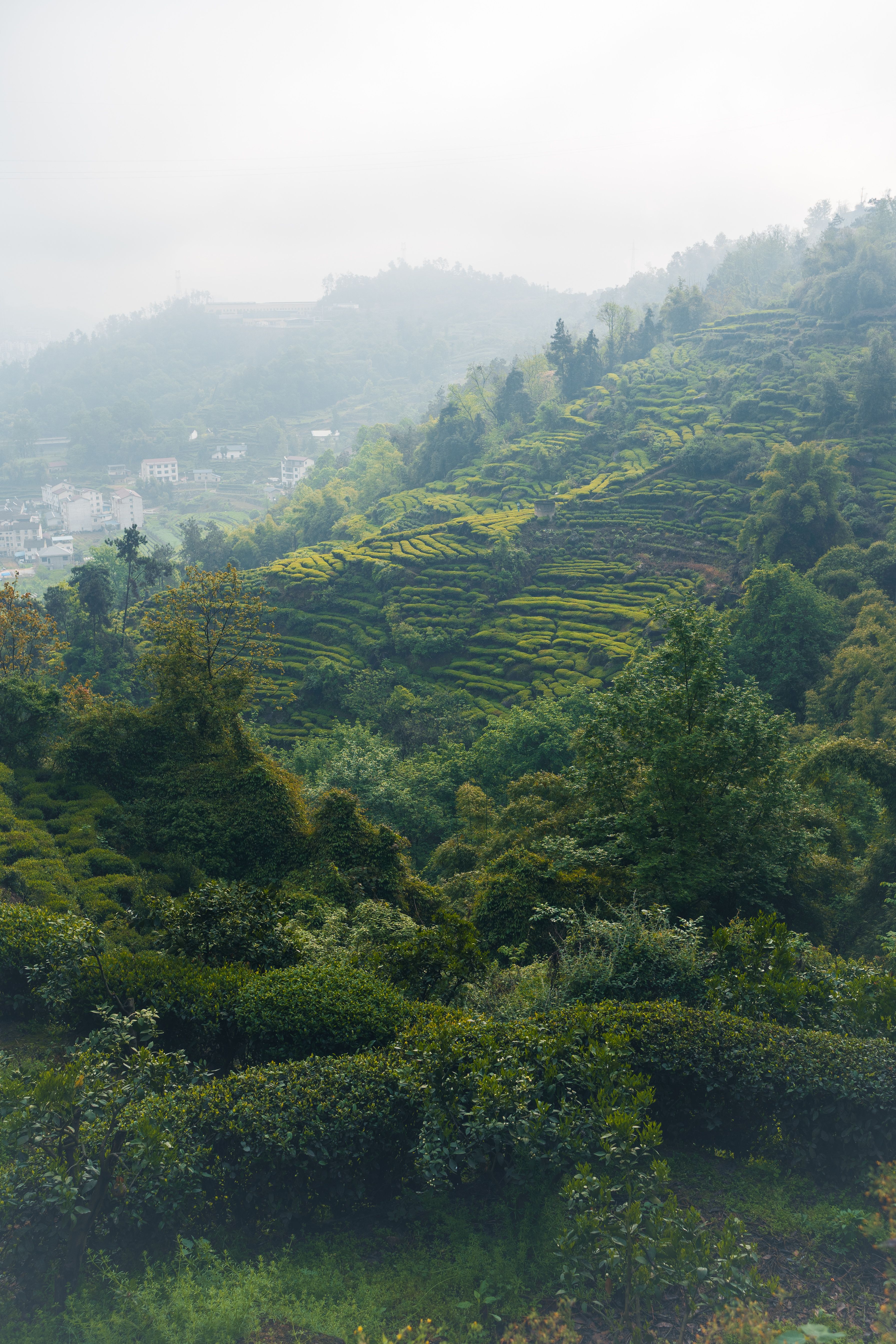 Misty terraced tea gardens in the hills of southern China, the kind of country oolong grows in