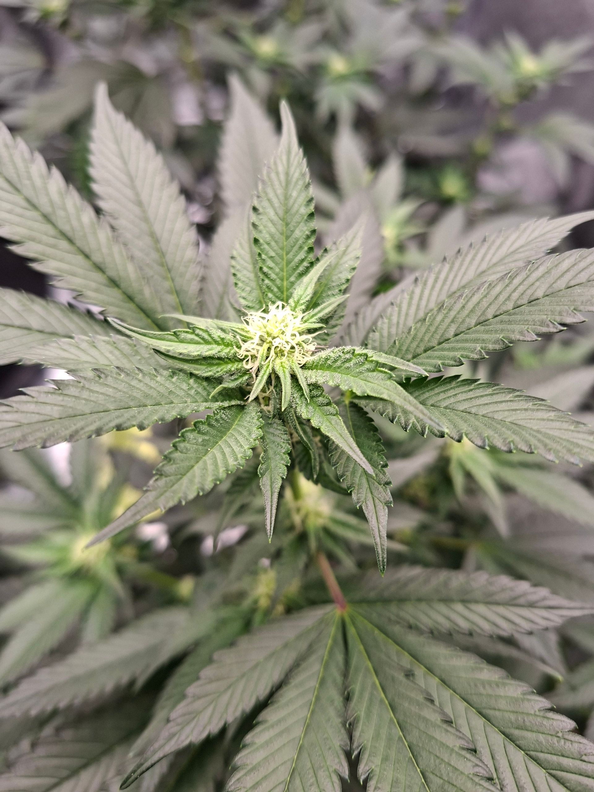 Blackberry Dream — variedad cannabis Híbrida