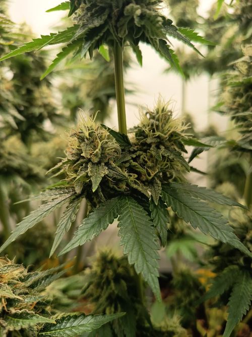Free Detailed shot of a budding cannabis plant with green leaves and trichomes, indoors. Stock Photo