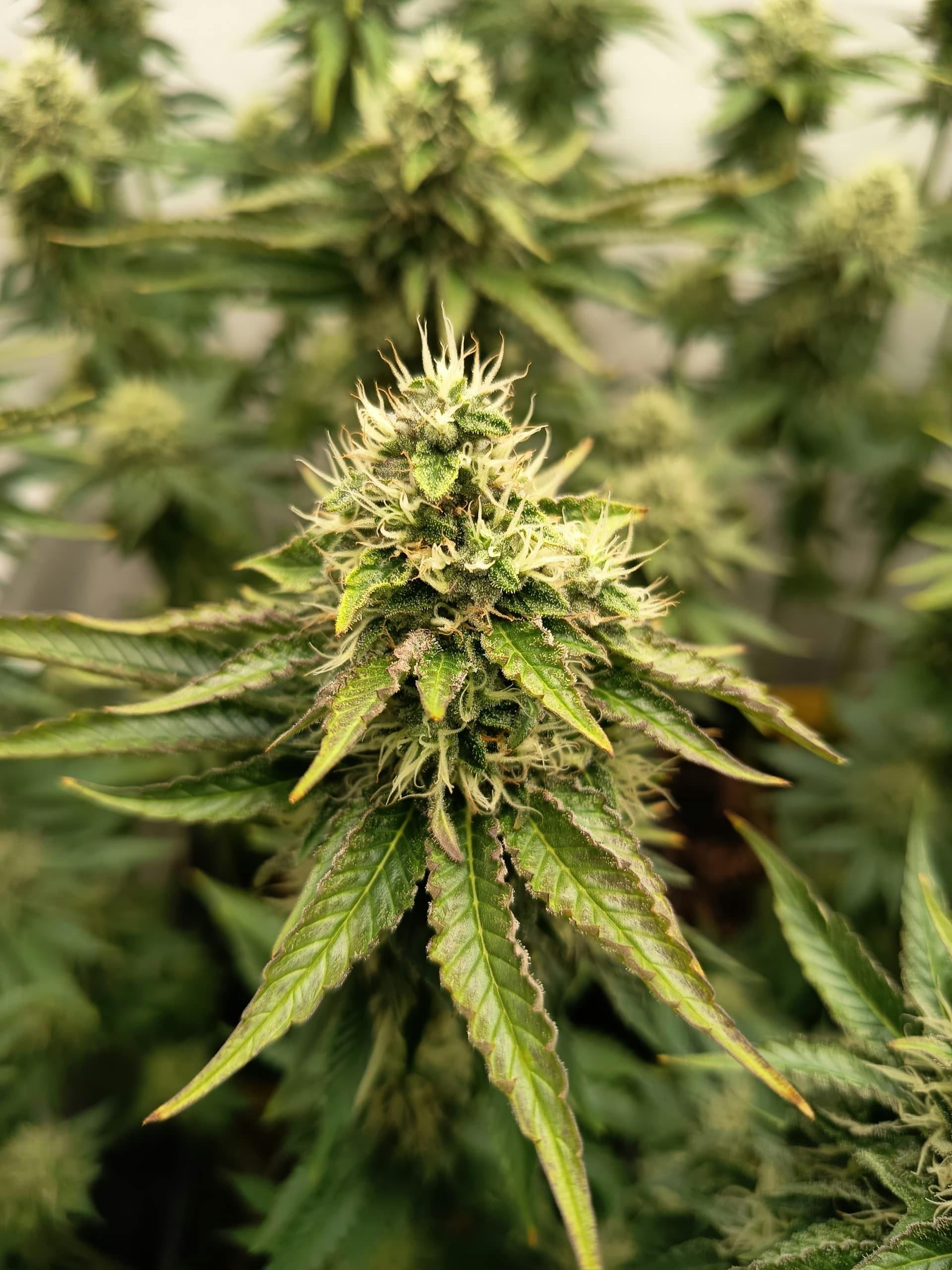Detailed view of a cannabis plant with lush green leaves and bud.